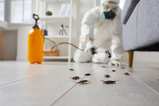 Affordable Termite Control solutions in Hudson, IL